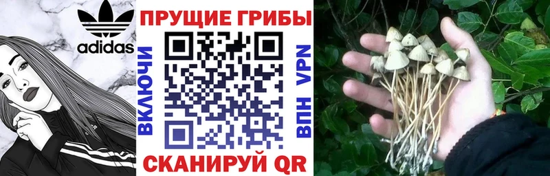 Купить  Сельцо  Галлюциногенные грибы MAGIC MUSHROOMS 